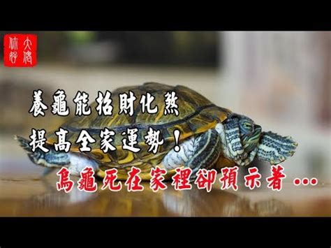 烏龜的雞雞|【烏龜有雞雞嗎】驚！家中的「烏龜弟弟」竟然有「雞雞」？原來。